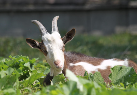 Goat laying in field