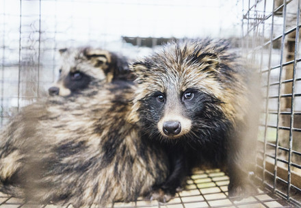 Raccoon dog fur farm in Poland