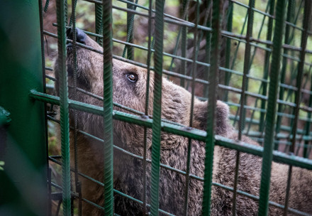 Bear Mici in her cage in Slovenia